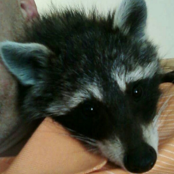 Meet your Posher, Greg - Picture 3 of 3